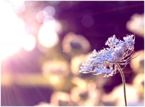 flower_in_the_sun_by_creamyjem-d5c5ivn