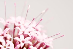 flower_surface_by_tpphotography-d1gbr7v