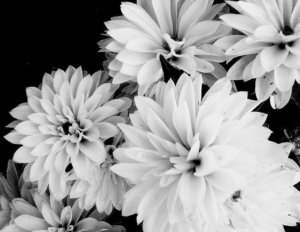 flowers_by_stephanitheartist